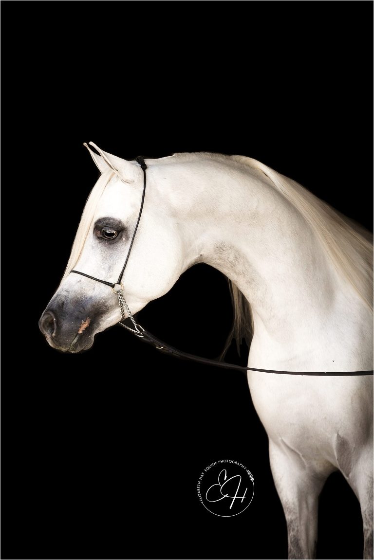 white Arabian stallion arching his neck photographed by California Equine Photographer Elizabeth Hay Photography. 