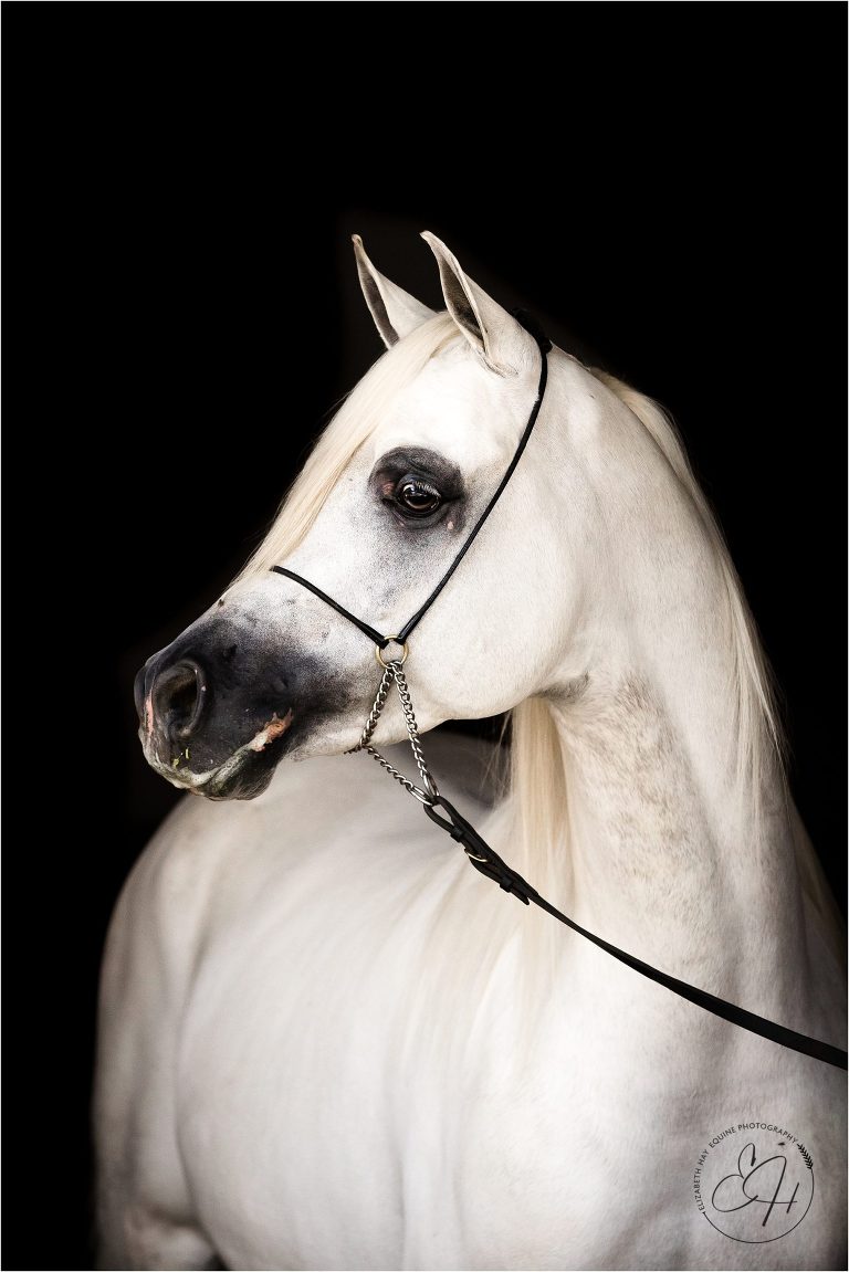 grey Arabian stallion against black background photographed by California Equine Photographer Elizabeth Hay Photography. 