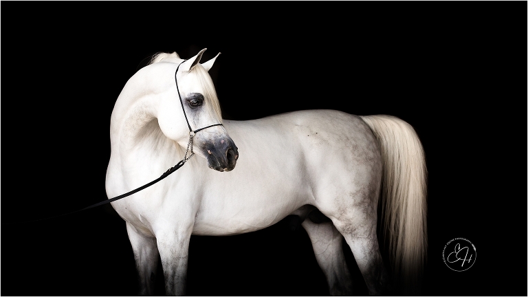 grey Arabian stallion from Om El Arabian Farm against black background photographed by California Equine Photographer Elizabeth Hay Photography. 