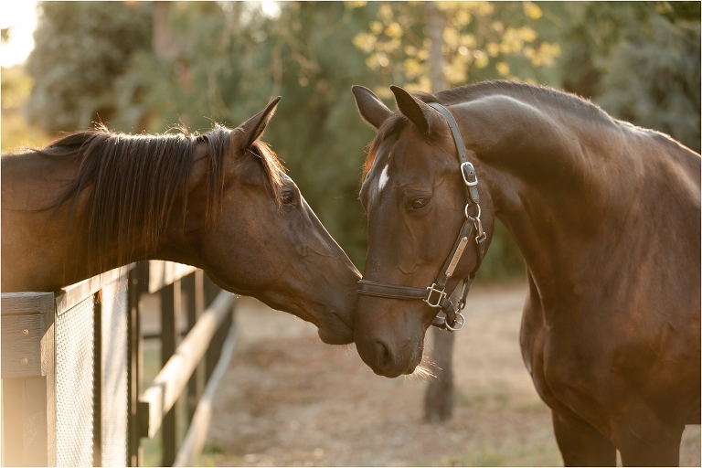 colt and Gorklintgaards Dublet by California Equine Photographer Elizabeth Hay Photography. horse photography