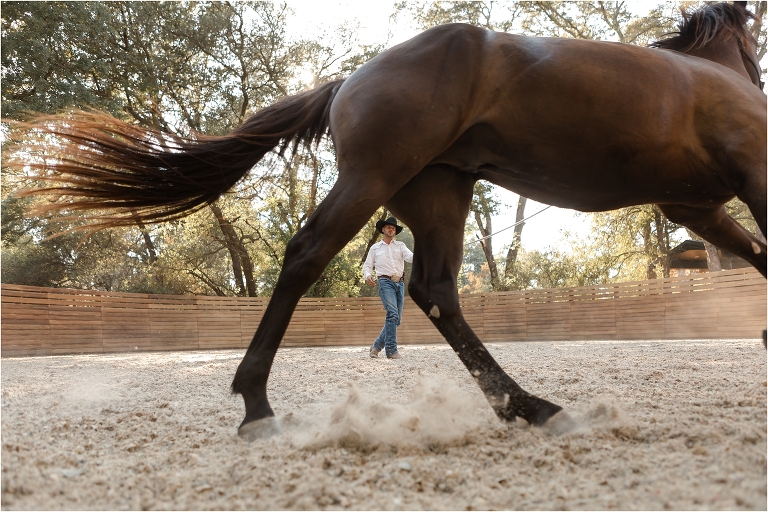 round pen Colt starting with Dana Glass, husband to dressage Olympian Kasey Perry-Glass by California Equine Photographer Elizabeth Hay Photography