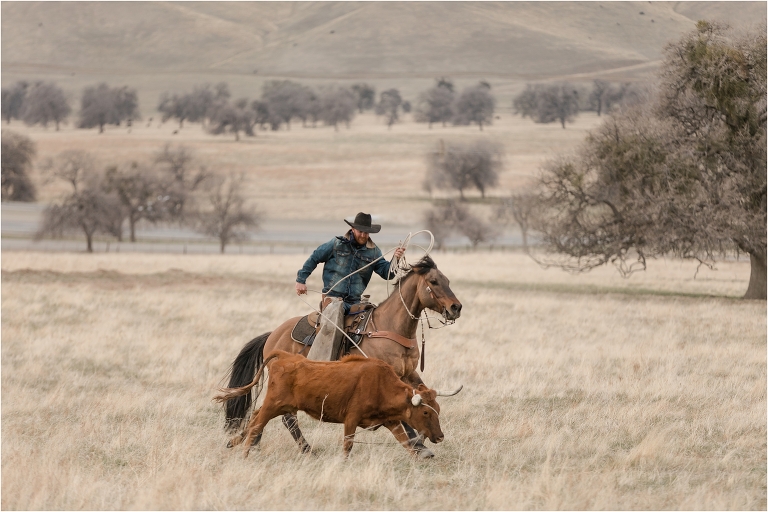 cowboy roping a cow for doctoring at a Western Wild Rags Photoshoot with Buck Wild Rags in Bakersfield by California Horse Photographer Elizabeth Hay Photography.