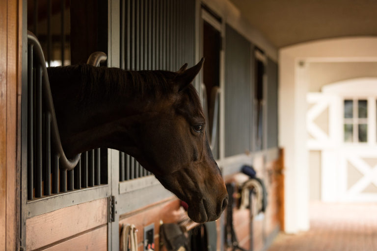 Happy horse in Wellington Florida barn aisle by California Equine Photographer Elizabeth Hay Photography. 
