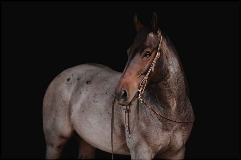 bay roan barrel horse equine portrait by California Equine Photographer Elizabeth Hay Photography.