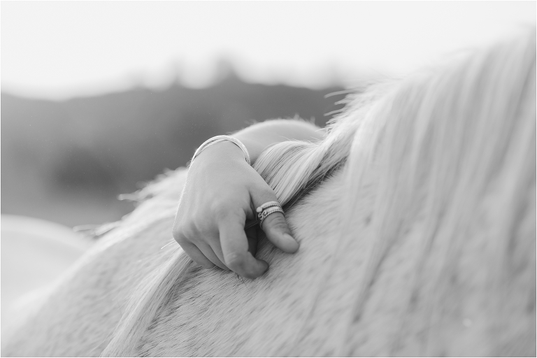 Central Coast Equine Photo session  in a vineyard by California Equine Photographer Elizabeth Hay Photography.